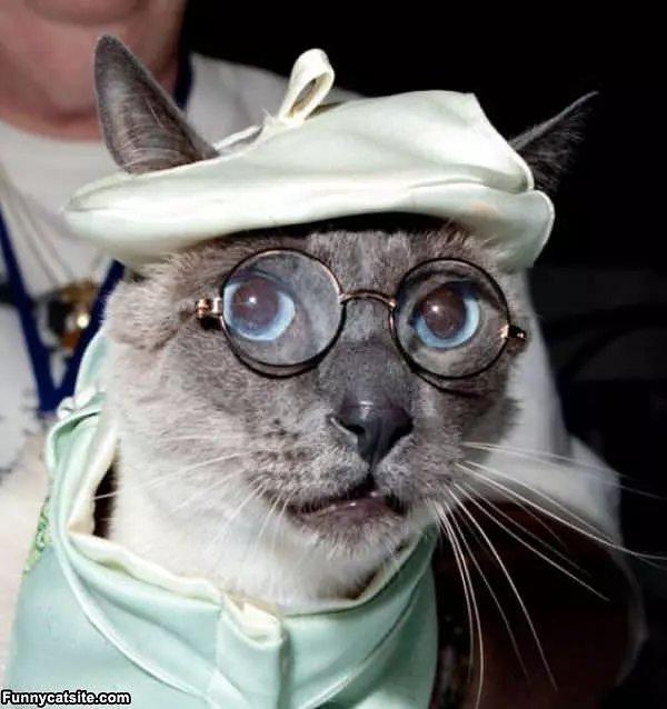 Harry Potter Cat