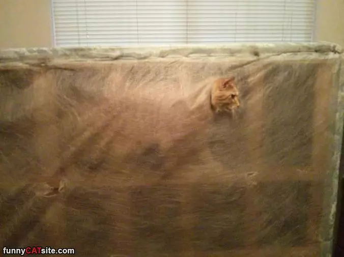 I Am Stuck In The Couch