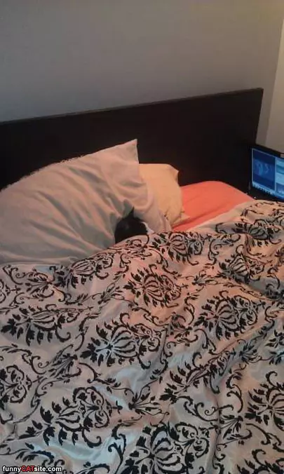 Whole Bed To Myself