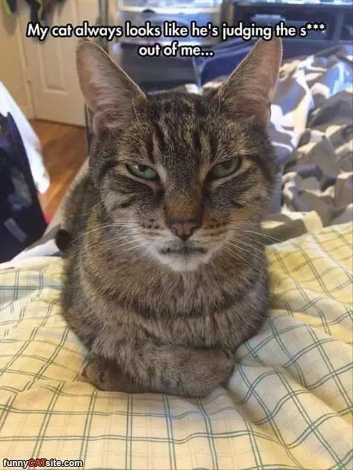 Judging You Harshly7