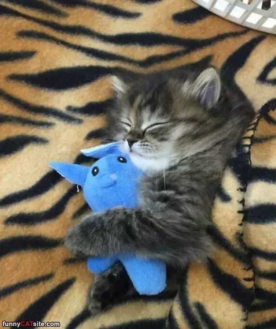 So Cuddled Right Now