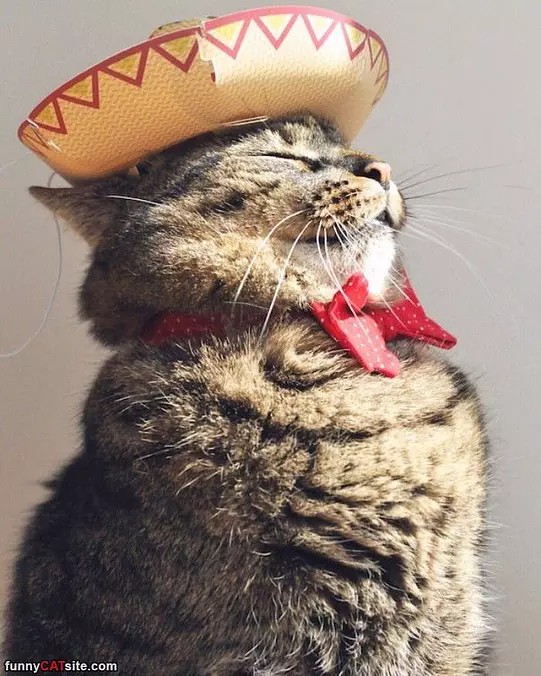 Hola