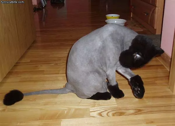 Shaved Cat