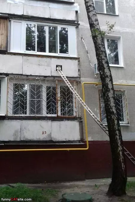 The Cat Ladder