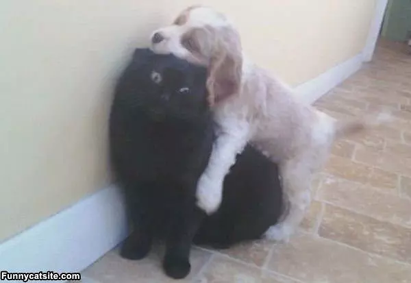 Get Off Of Me Dog