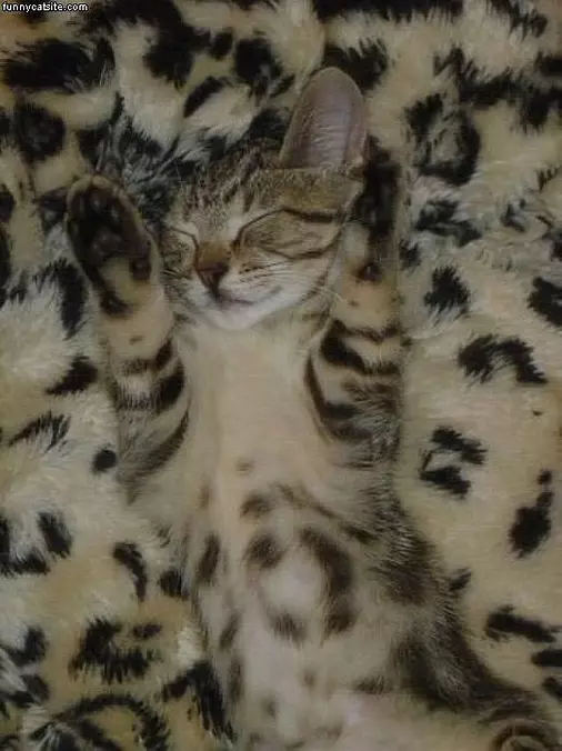 Cant Find Me