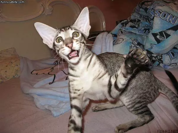 Dizzy Cat