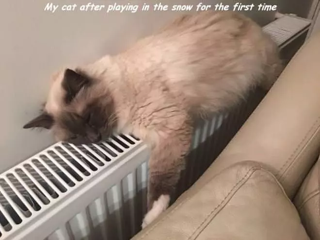 My Cat After Playing In The Snow