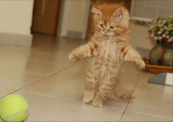 I Has A Ball
