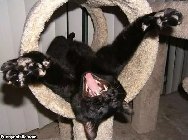 Rawrrrrrrrrrrrrrrr