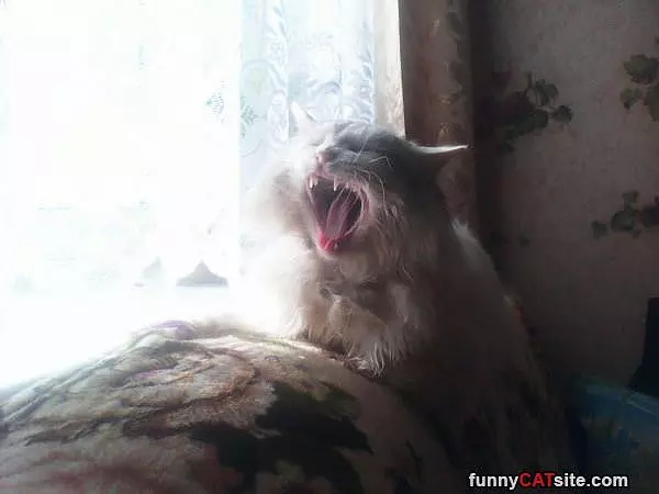 Super Yawnnn