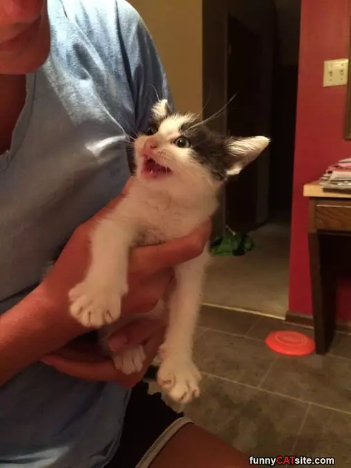 Is That Tuna