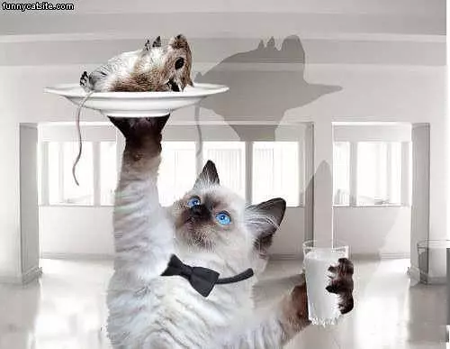 The Cat Water
