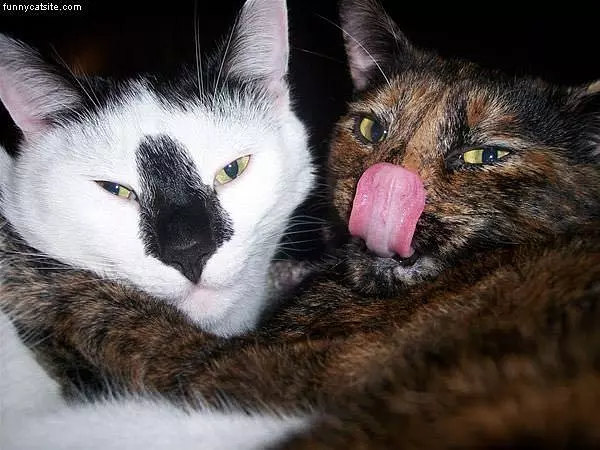 Cat Faces