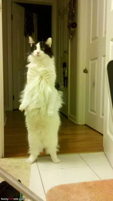Standing Tall And Fluffy