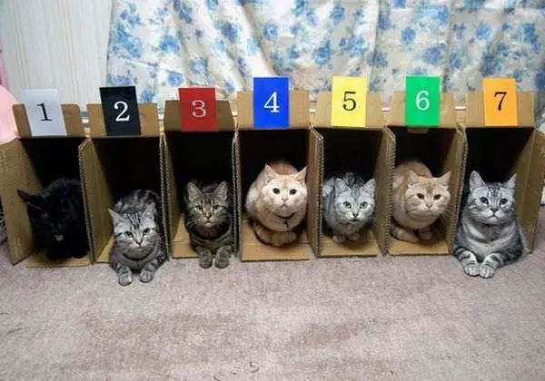 Boxes Of Them