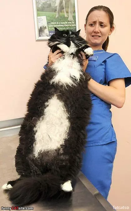 Big Awesome Cat