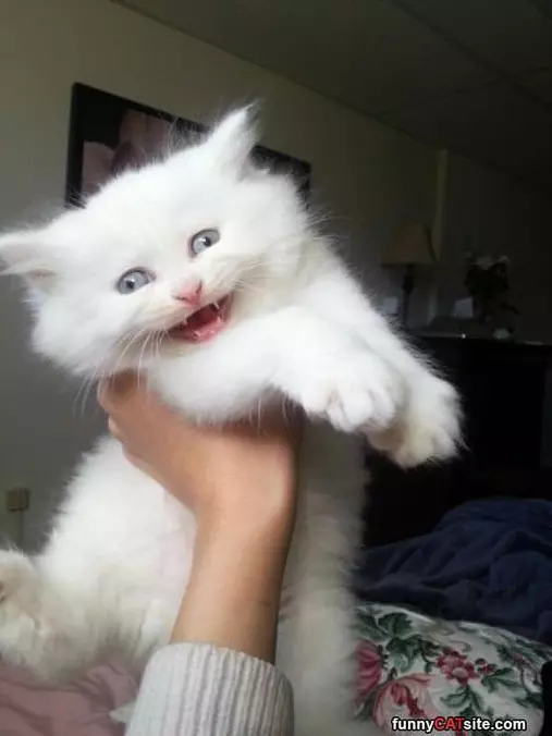 Fluffy Rawrrr