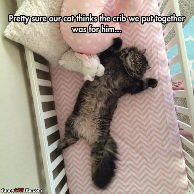 Cat Likes The Crib