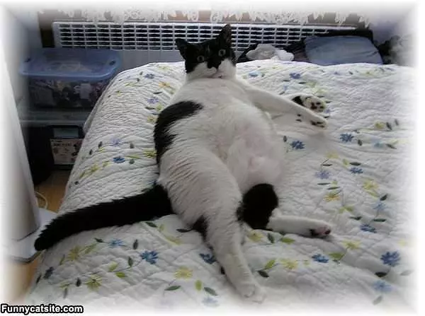 Look At Mah Belly