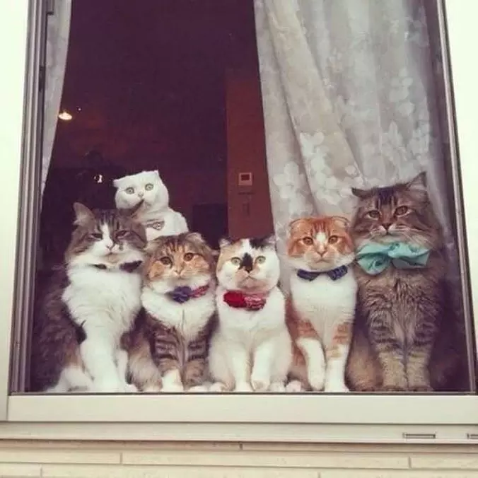 Cat Watch