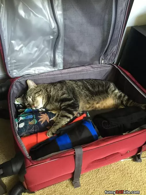 Pack Me Too