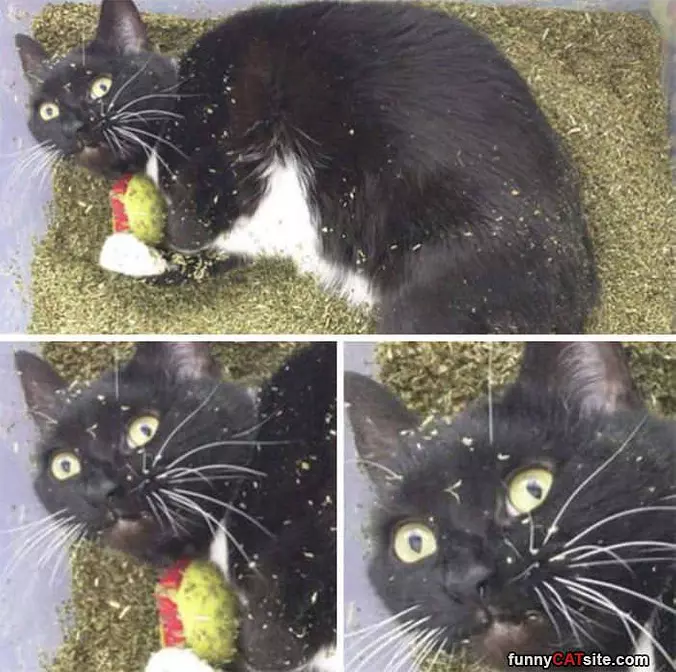 Meow Meow Nip Nip