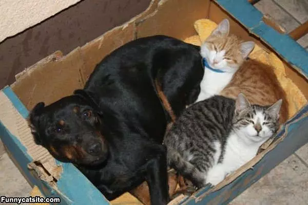 All In The Box