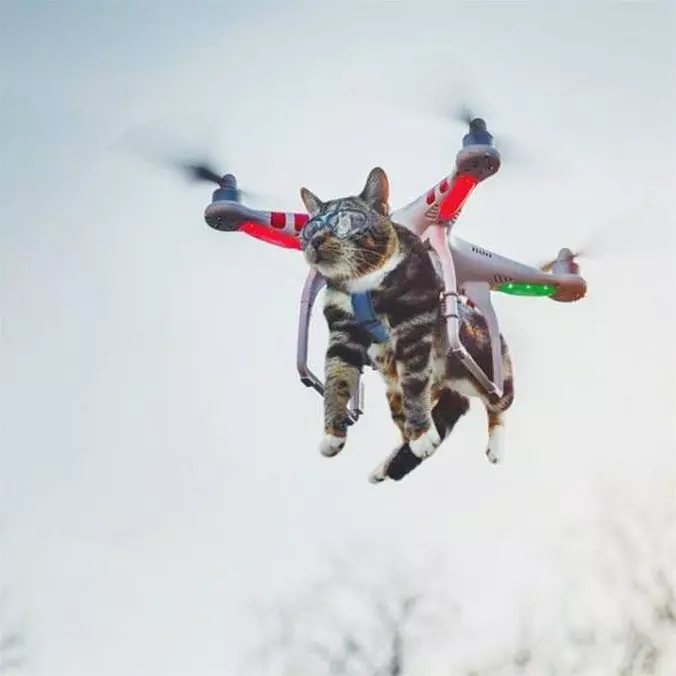 I Am Flying Cat