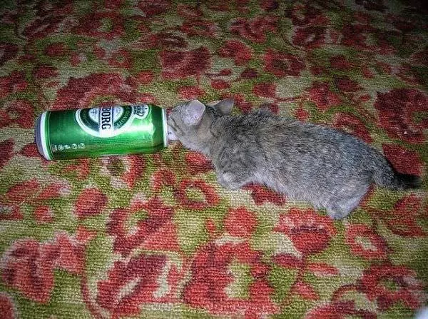 I Love Beers