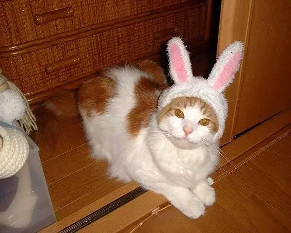 Easter Cat