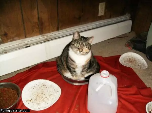 I Am Not Food