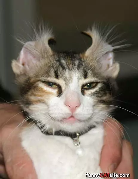 Fuzz Ball Ears