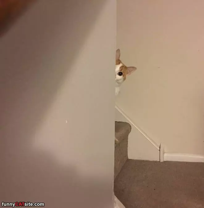 Hey Did You See Me