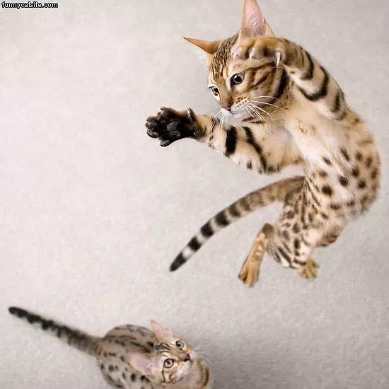 Jumper Cat