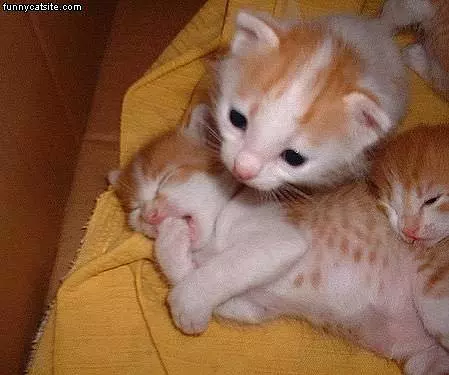 Sleepy Kitty