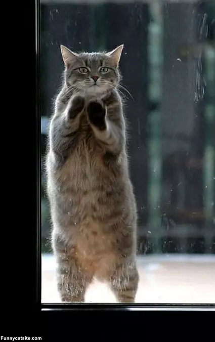 Let Me In