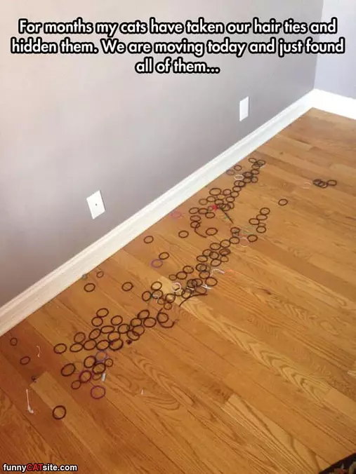 Cat Stole All My Hair Ties