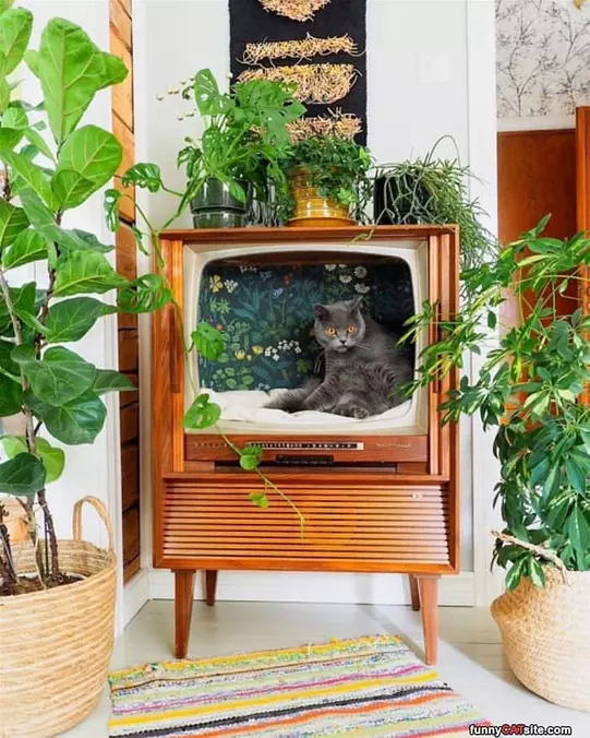 My Cats House
