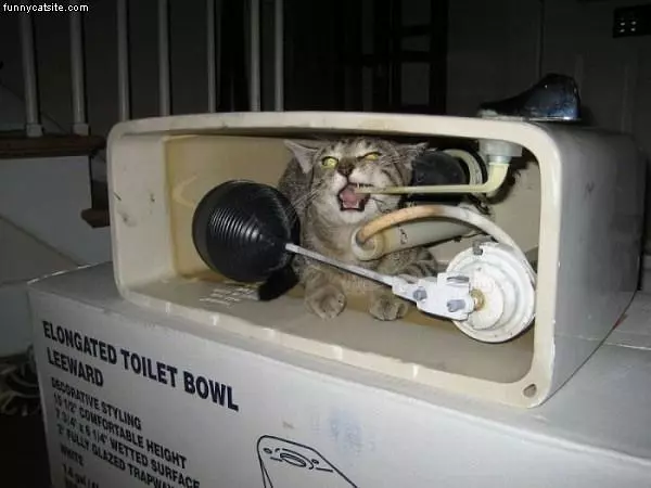 Toilet Cat