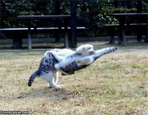 Sideways Ninja