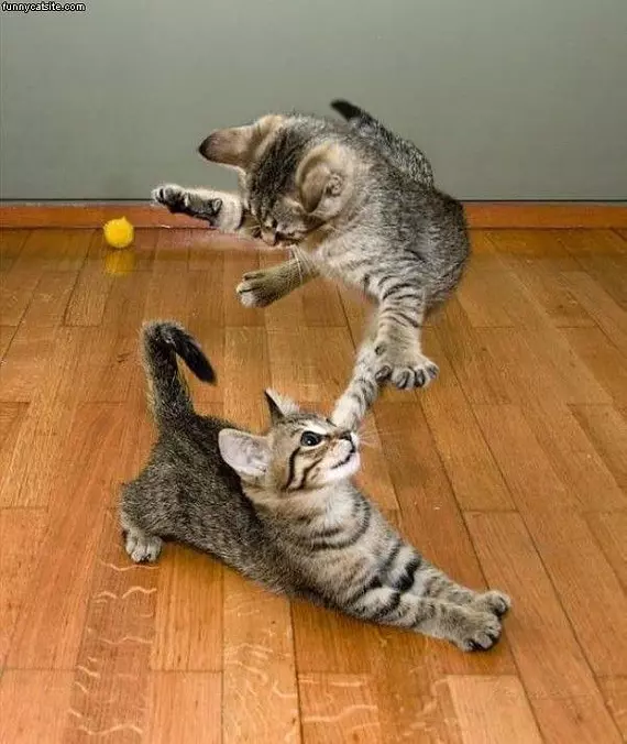 Cat Ninjas