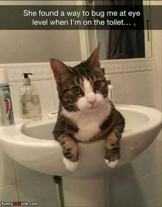 Eye Level