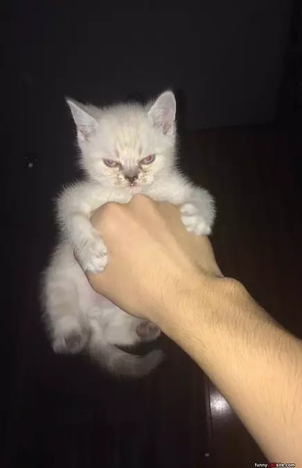 This Is Mad Kitty