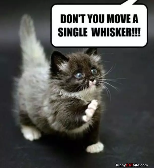 Dont You Move