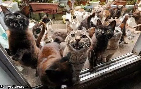 Let Us In