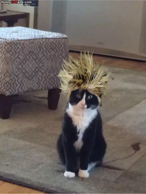 I Has Some Crazy Hair