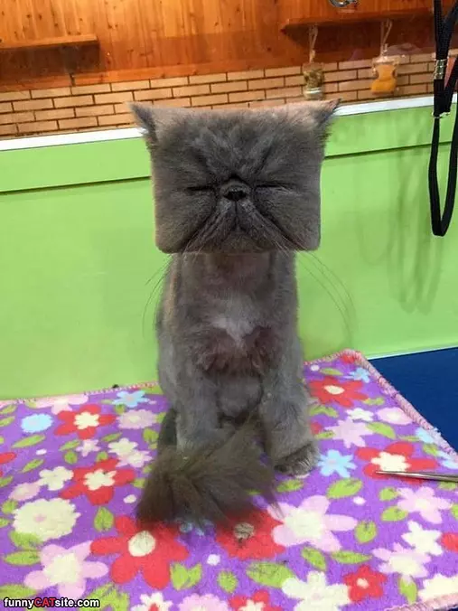 Square Face
