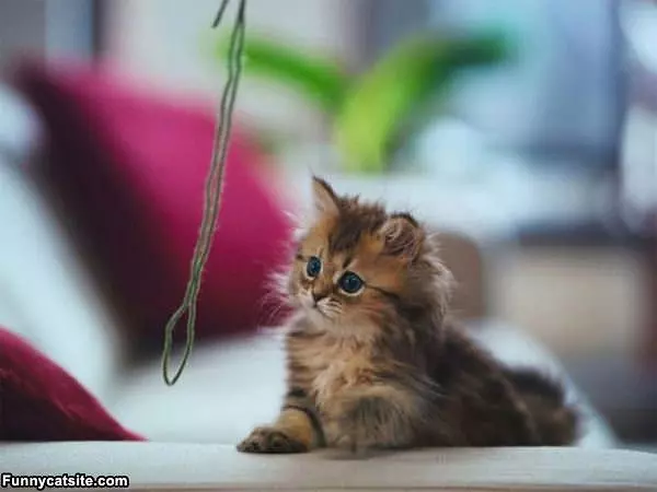 Yarn Cat