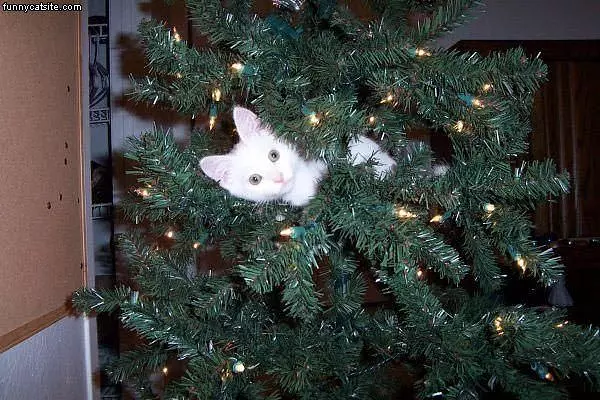 Xmas Cat